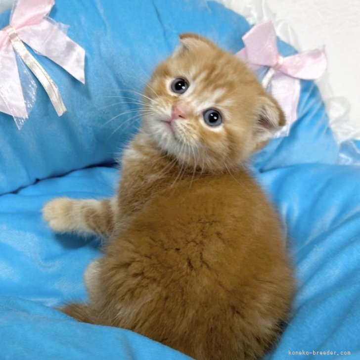 店舗や値段 フランシュリッペ♡子猫ちゃん柄♡ロングワンピース