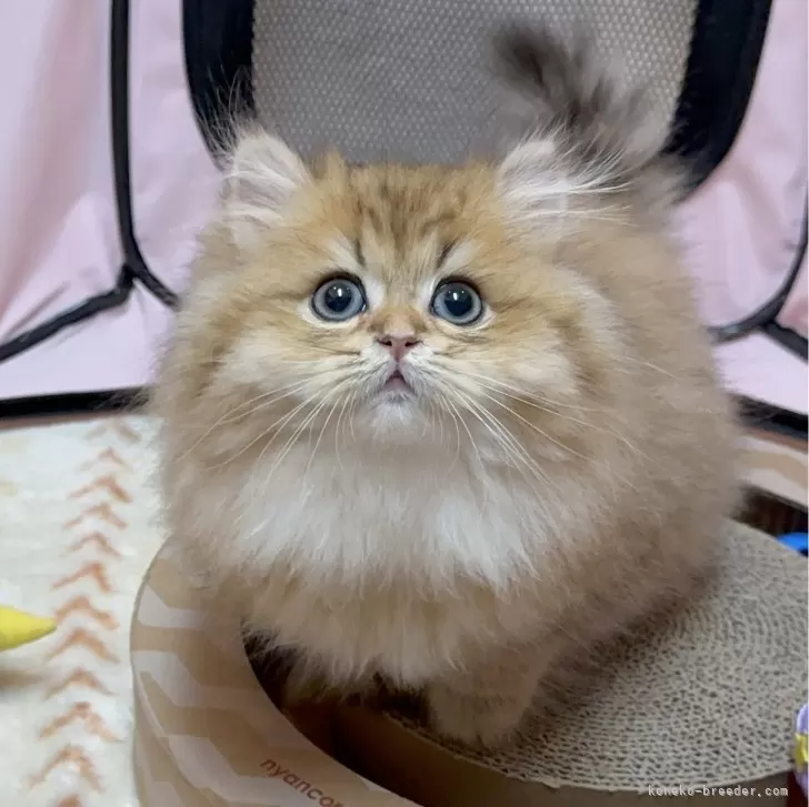 ID:2411-01864の子猫
