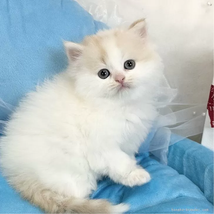 ID:2502-00406の子猫
