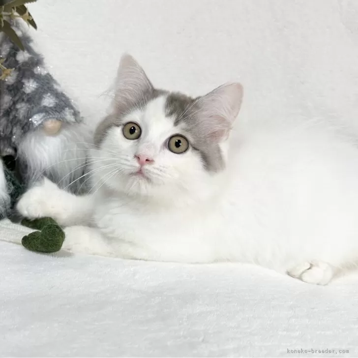 ID:2412-01702の子猫