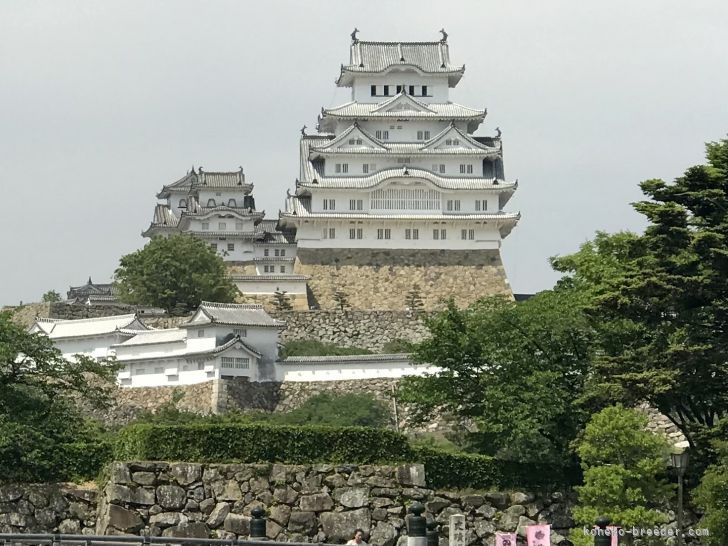 世界文化遺産姫路城｜金本　台洪(かねもと　たいこう)ブリーダー(兵庫県・スコティッシュフォールドなど・CFA/TICA/ACC登録)の紹介写真2