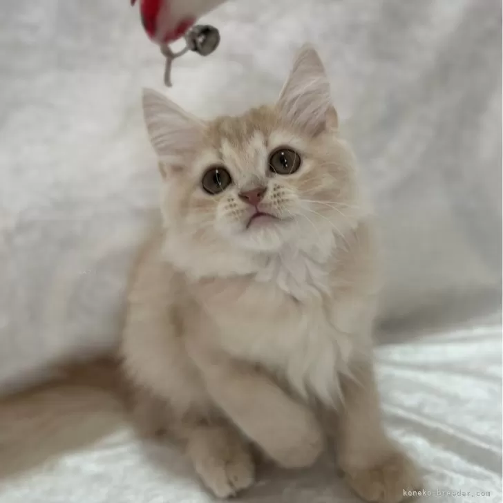 ID:2402-01412の子猫