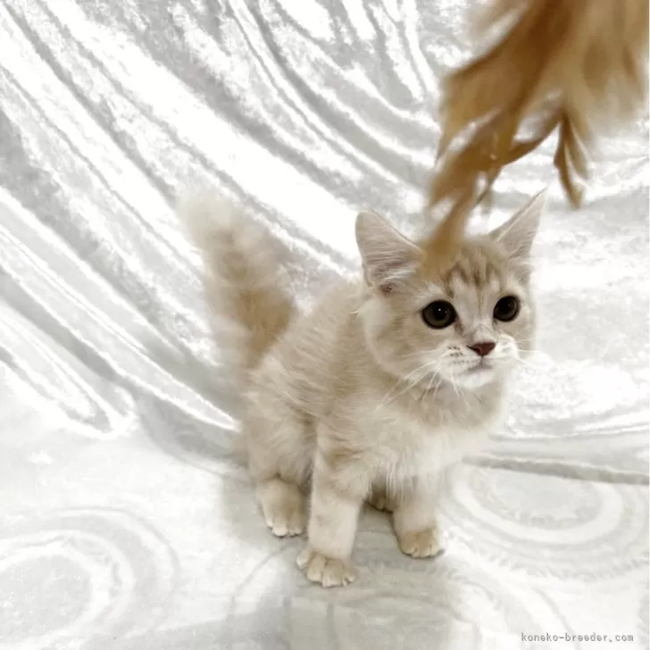 ID:2502-01832の子猫
