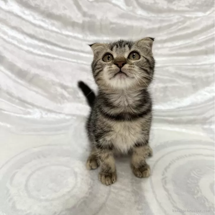 ID:2503-00980の子猫