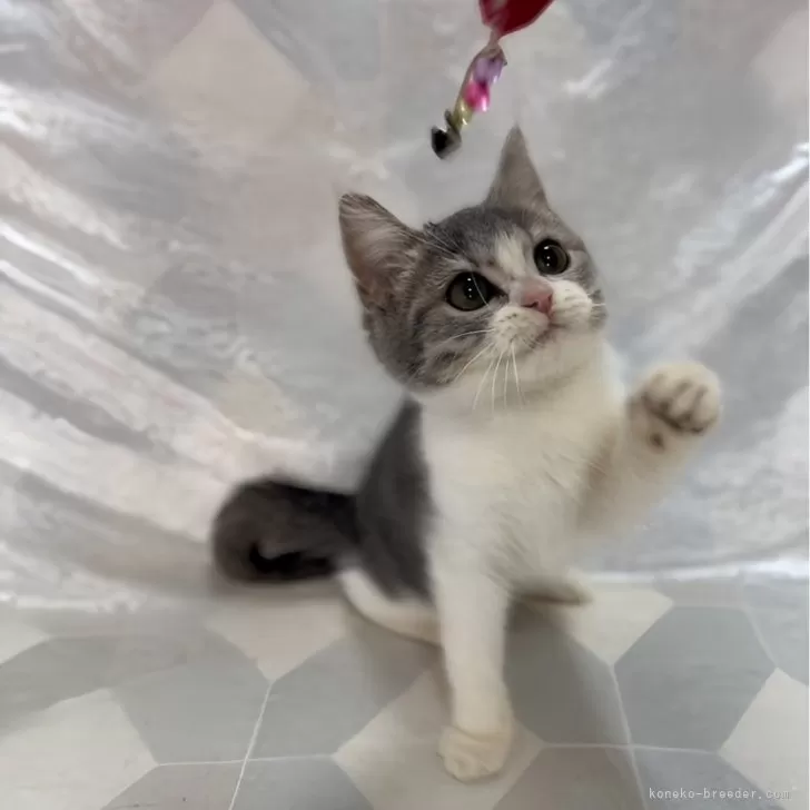 ID:2502-01104の子猫