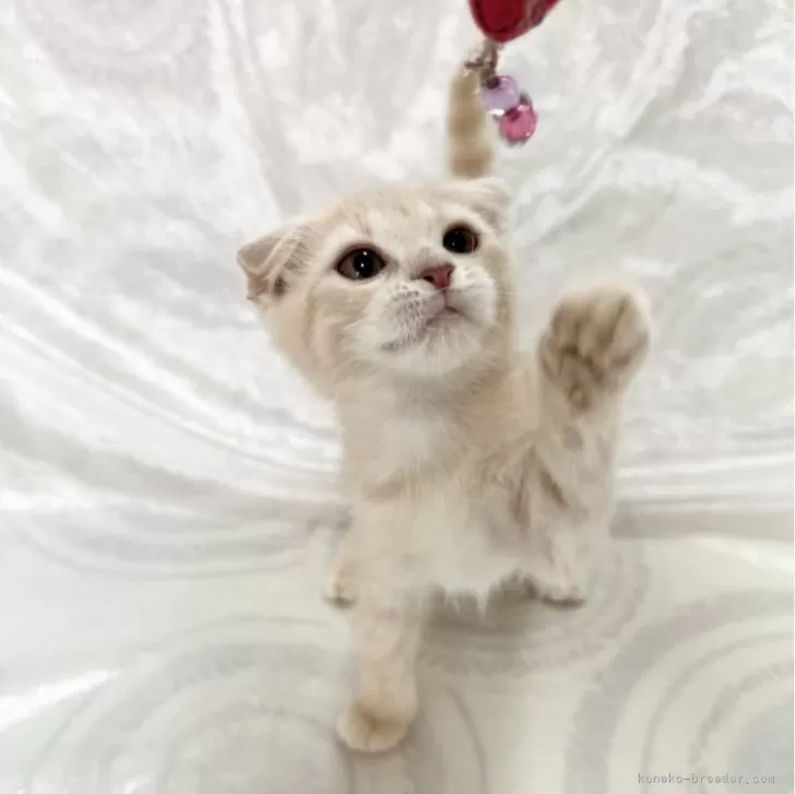 ID:2503-02595の子猫