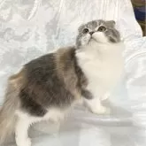 スコティッシュフォールド(折れ耳)