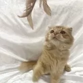 スコティッシュフォールド(折れ耳)