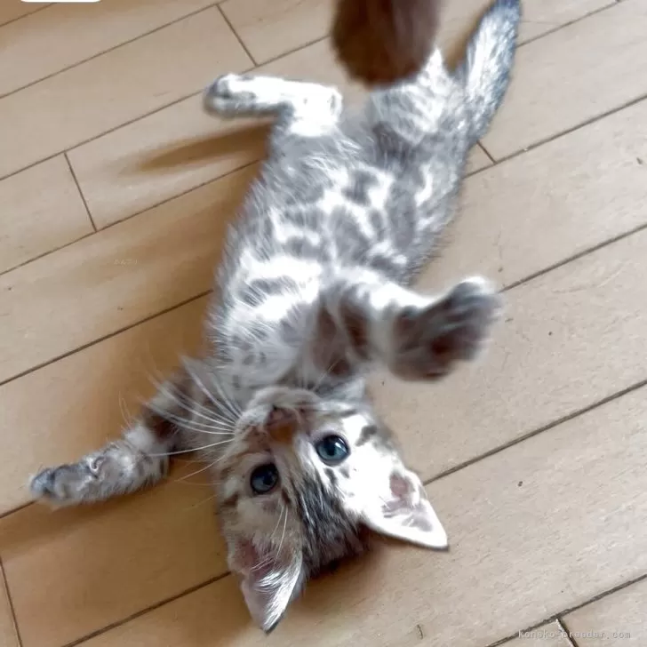 ID:2504-03099の子猫