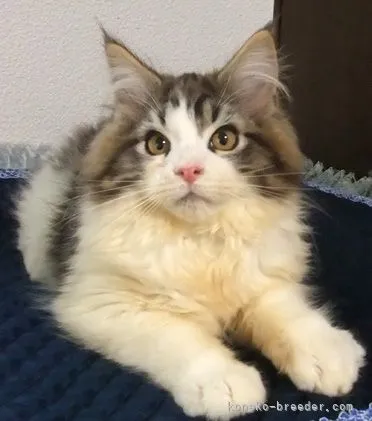 ID:2204-00534の子猫