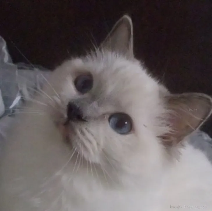 ID:2308-00529の子猫