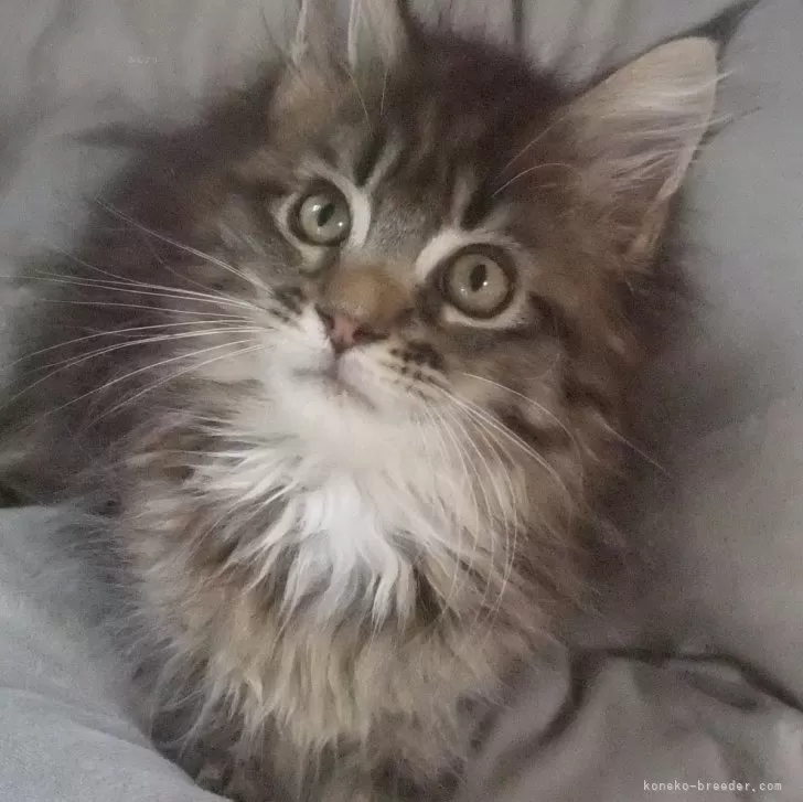 ID:2412-01578の子猫