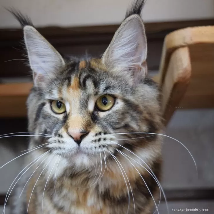 ID：2308-00805の子猫