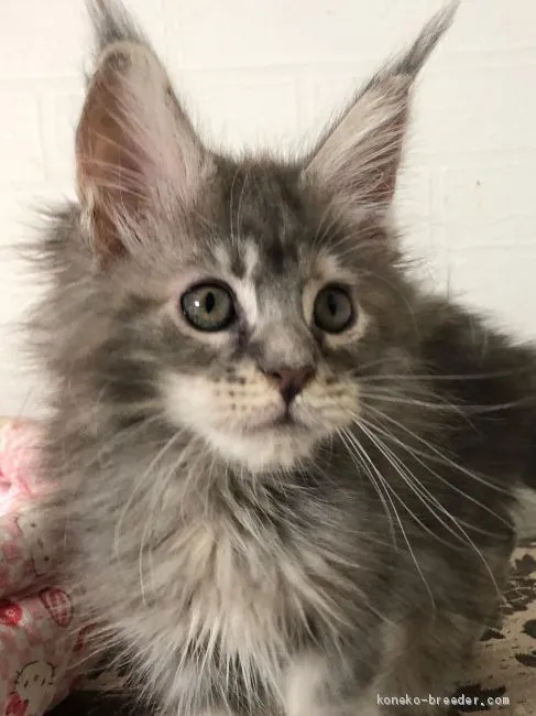 ID:2101-00011の子猫