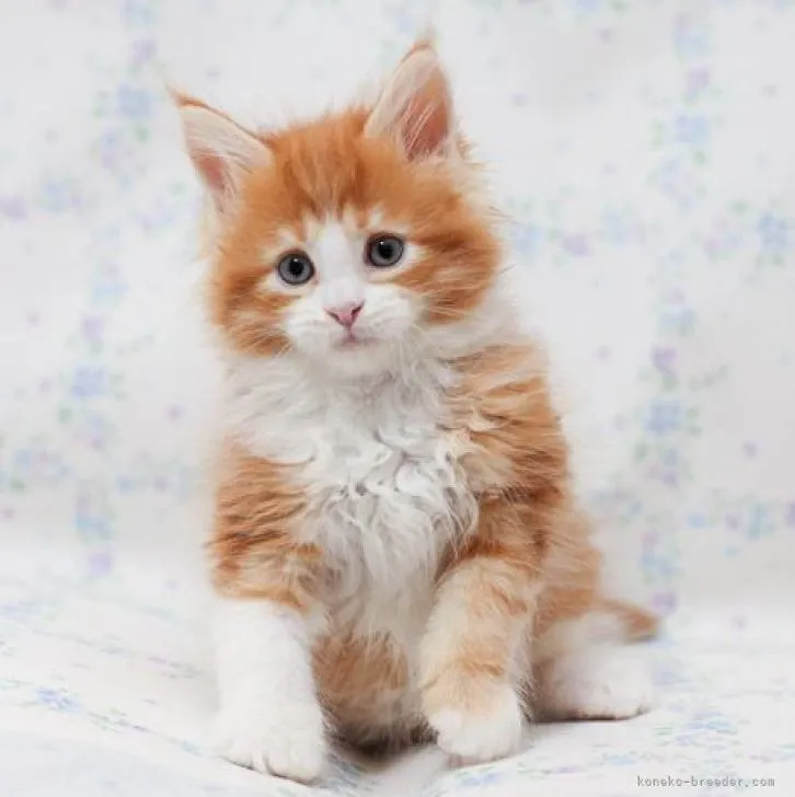 ID:2212-00477の子猫