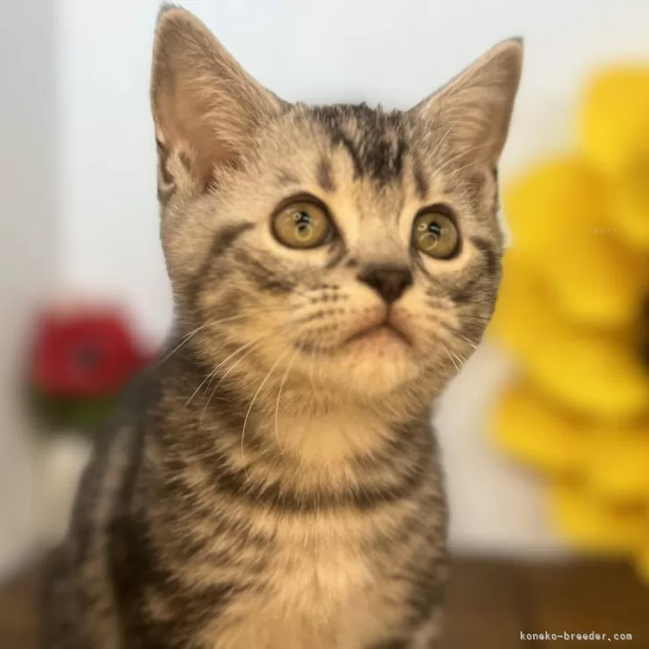 ID:2410-03052の子猫