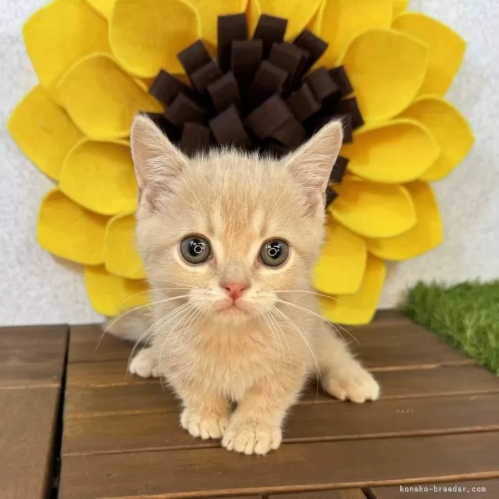 ID:2409-01032の子猫