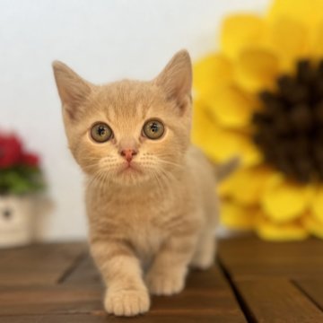 マンチカン(短足)【栃木県・男の子・2024年9月3日・クリームタビー】の写真「目のクリッとした男の子です。」