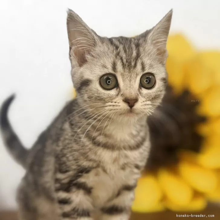 ヨキノコ 様のお迎えした子猫