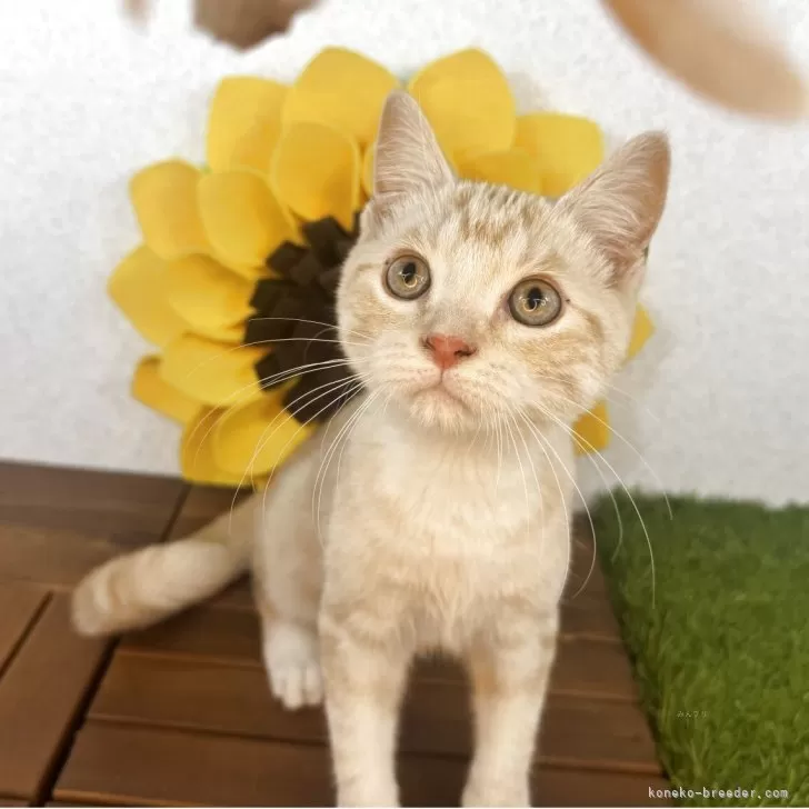 アルティメットドライバー竹藪 様のお迎えした子猫