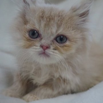 価格が安いミヌエット(長足)の子猫を探す｜ブリーダー直販の子猫販売