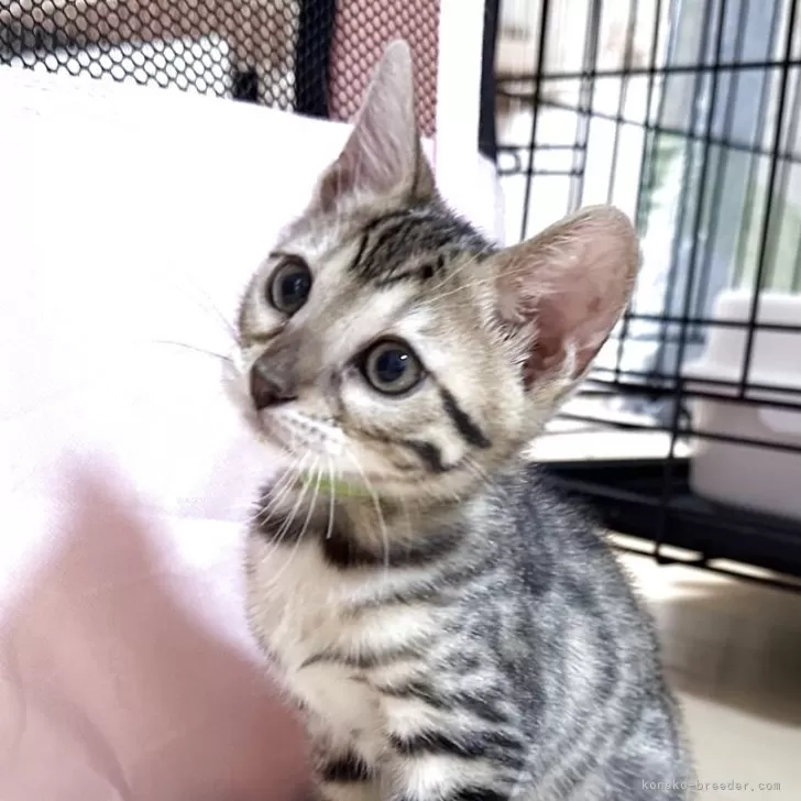 siva 様のお迎えした子猫