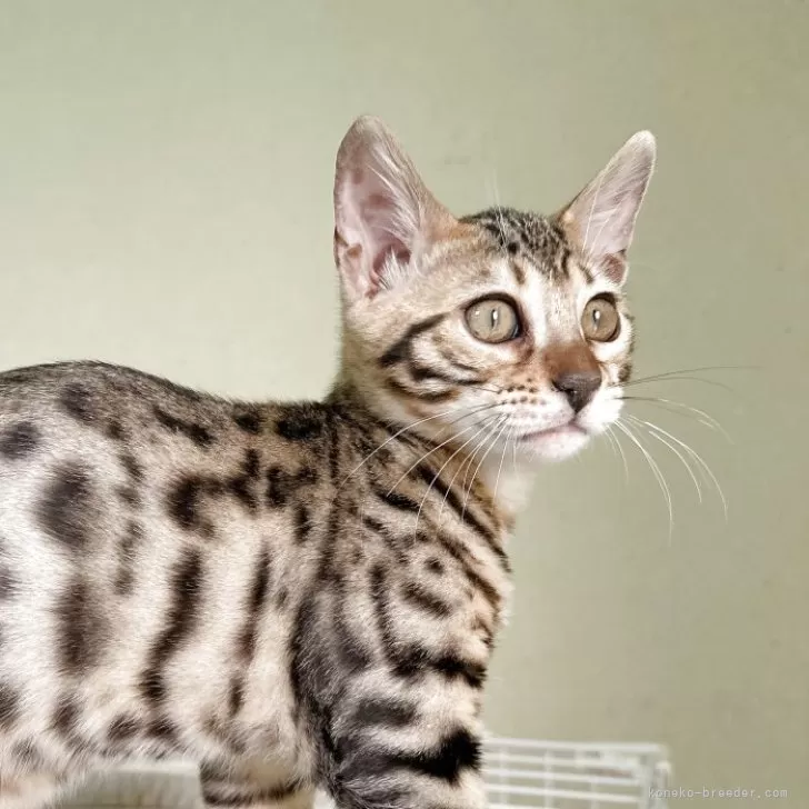 けいちゃん 様のお迎えした子猫