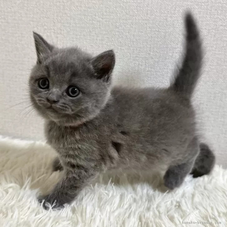 ID:2501-01128の子猫