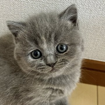 スコティッシュフォールド(立ち耳)【愛知県・女の子・2025年2月26日・ブルーアンドクリーム】の写真「冒険大好きガール！」