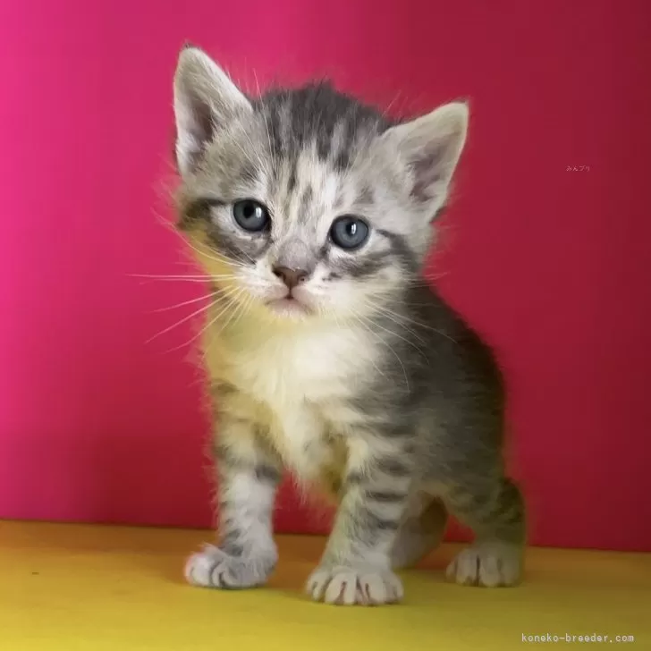 きよきよ 様のお迎えした子猫