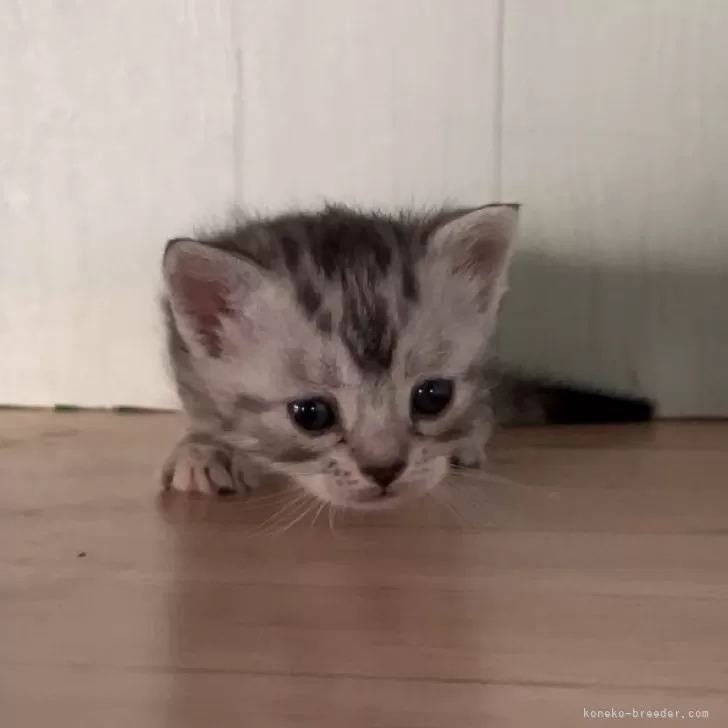 むちゃん 様のお迎えした子猫