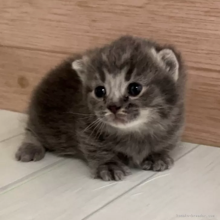 ID:2409-01622の子猫