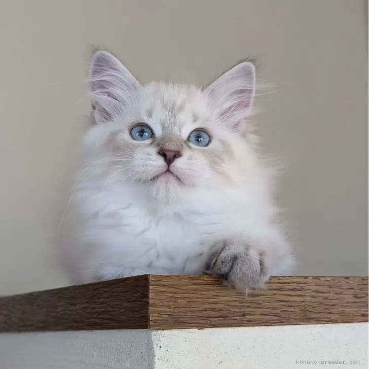 ID:2409-01885の子猫