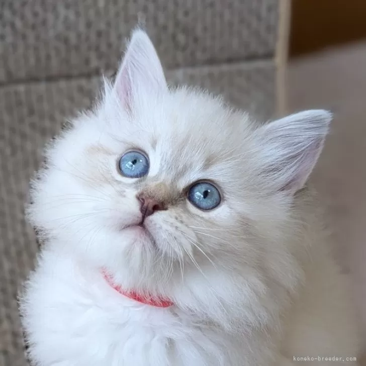 ID:2504-01908の子猫