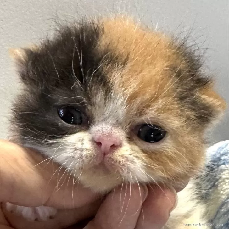 ID：2404-00433の子猫