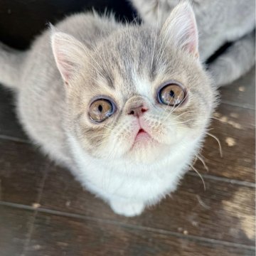 エキゾチックショートヘア【神奈川県・男の子・2025年1月13日・ブルータビー&ホワイト】の写真「女の子みたいなお顔の優しいボクちゃんです♡♡♡」