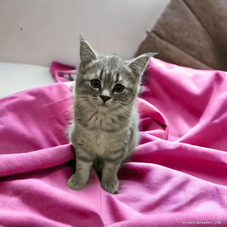 ID:2311-01683の子猫