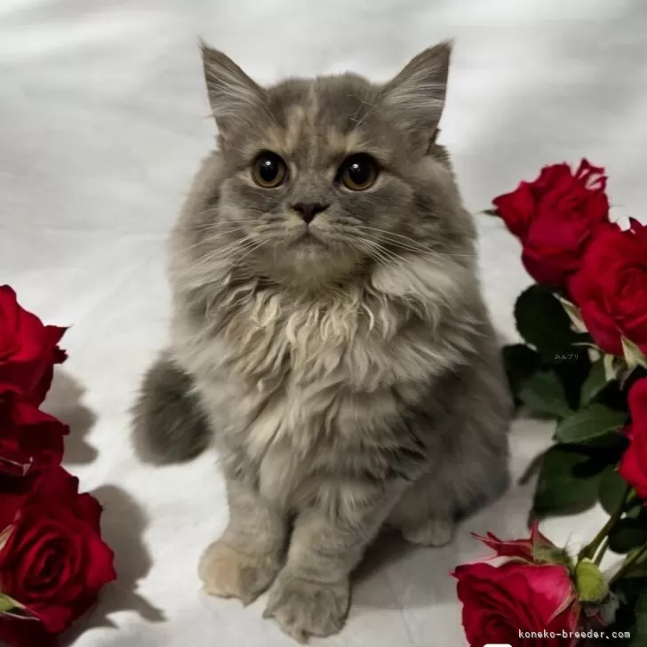 ID：2405-01965の子猫