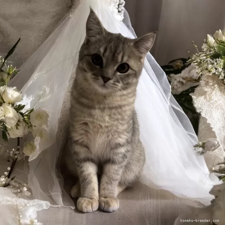ID:2411-00172の子猫