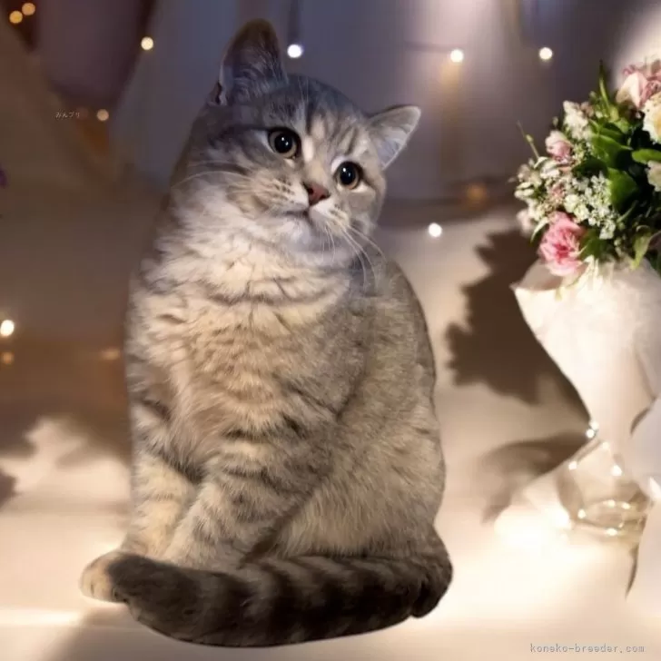 ID：2411-00175の子猫