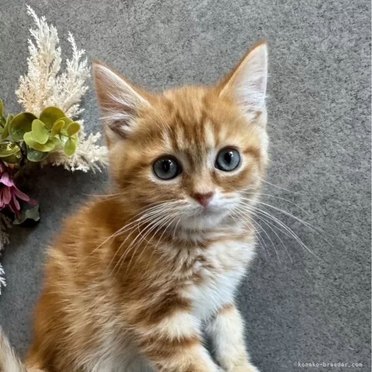 ID:2402-01588の子猫