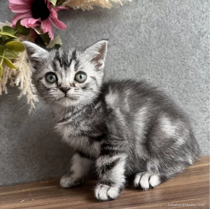 ID:2403-00527の子猫