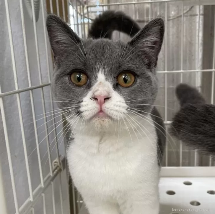 ID:2402-02076の子猫