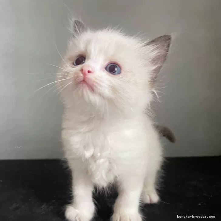ID:2405-03633の子猫