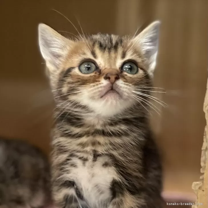 ID:2402-01586の子猫