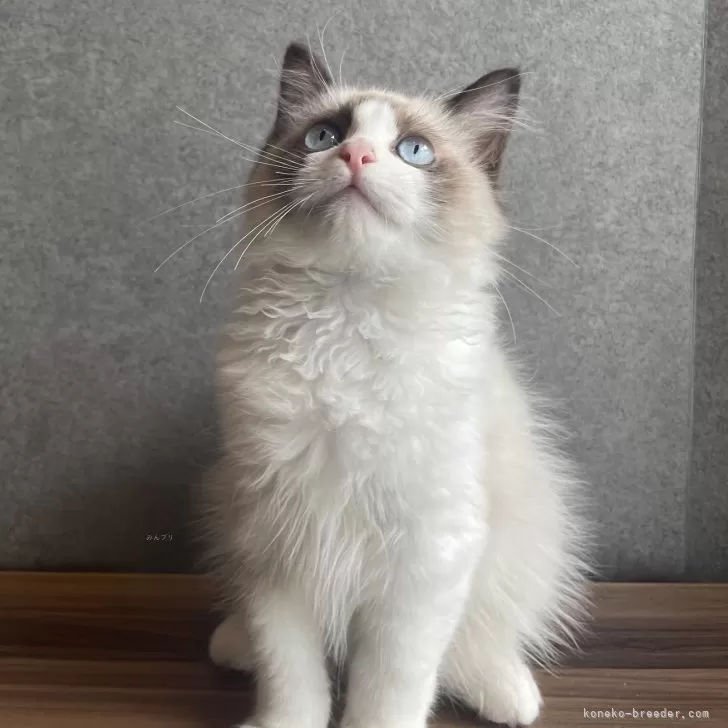 ID:2406-01390の子猫