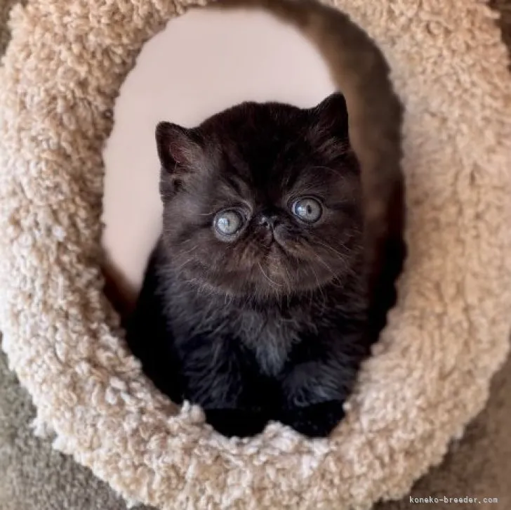 ID:2310-02573の子猫