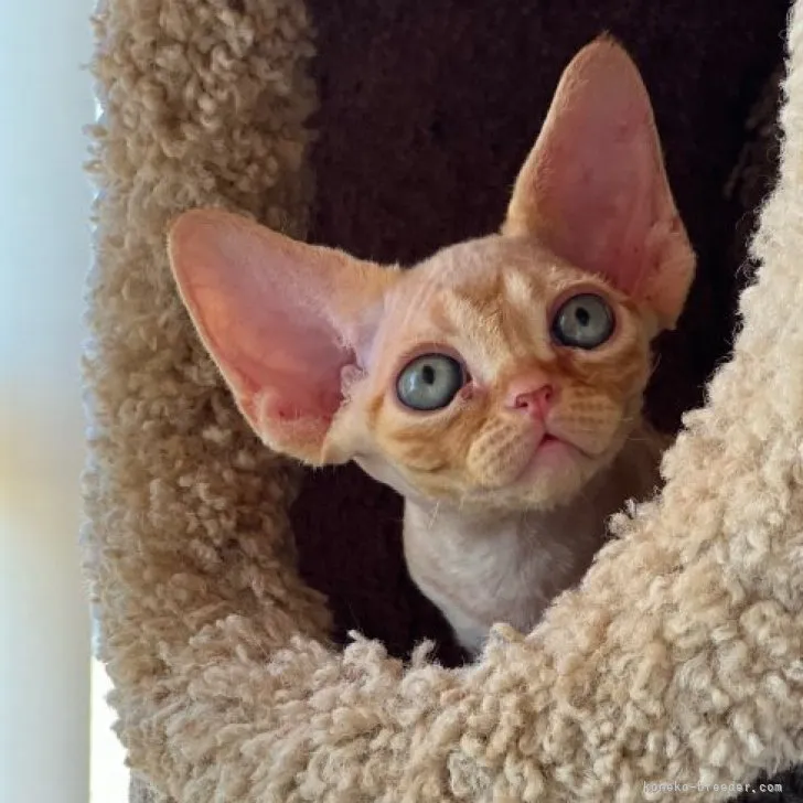 ID:2308-01391の子猫
