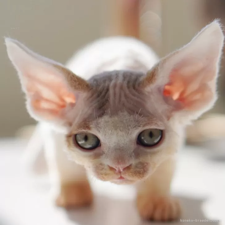 ID:2502-01936の子猫