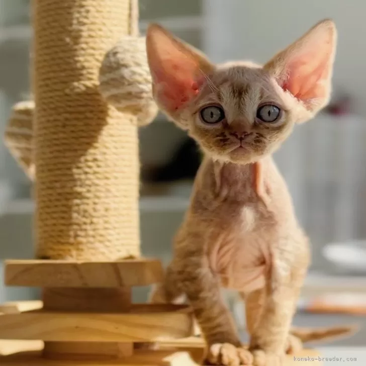 ID:2502-02208の子猫